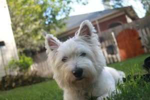 Terrier dog in backyard