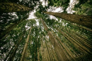 trees in the forest