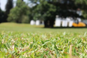 grass with brown leaves