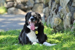 dog lying in the grass in the shade