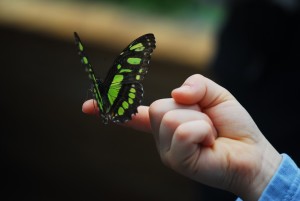 child holding butterfly on finger