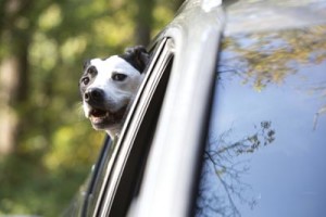 TurfMutt in the car