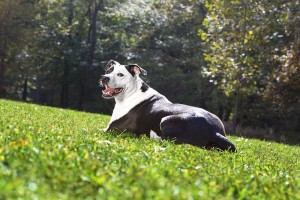 turfmutt in the grass