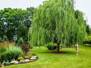 weeping willow tree & woman