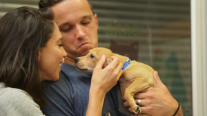 Couple looks to adopt a puppy on Ready, Set, Pet