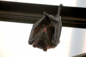 Bat hanging upside down