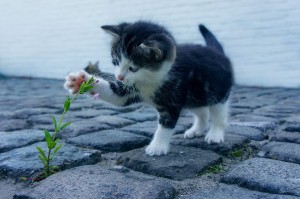 cat plays with a plant