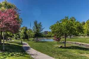 park setting with trees, grass and other living landscapes