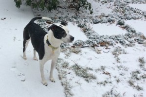 TurfMutt in the snow