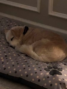 Dottie on her bed