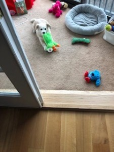 Dottie playing with toys