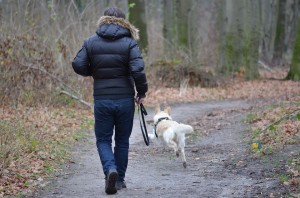 dog and human walking