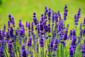 Lavender plants