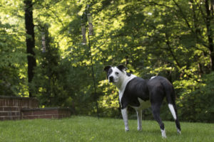 TurfMutt standing in his family yard