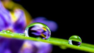 drop of water on leaf of grass