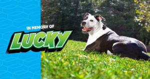 In memory of Lucky the TurfMutt