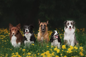 four dogs sitting in the Park