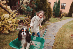 happy funny child girl riding her dog in wheelbarrow in autumn garden, candid outdoor capture, kids playing with pets
