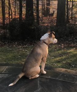 Mulligan looking at deer in her yard
