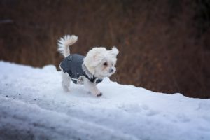small dog in a coat enjoying the snow