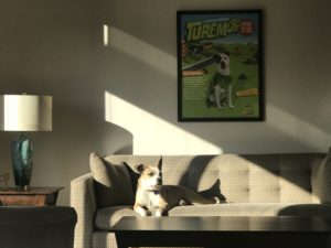 Mutt Mulligan lying in a sun spot on the couch