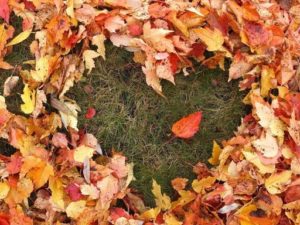 fall leaves in the shape of a heart